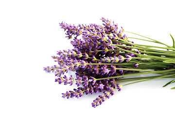 Image showing lavender flowers