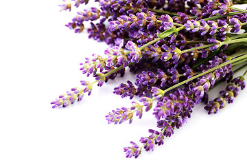 Image showing lavender flowers