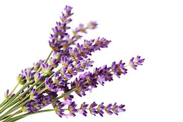 Image showing lavender flowers