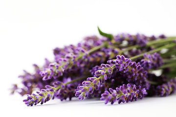 Image showing lavender flowers