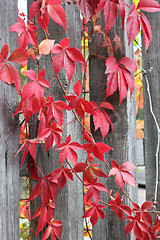 Image showing autumn leaves