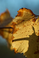 Image showing Autumn colours