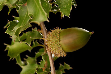 Image showing Kermes oak