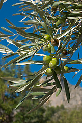 Image showing Olive tree branch