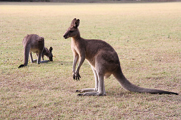 Image showing Kangaroos