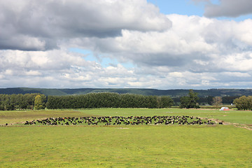 Image showing Cows in New Zealand