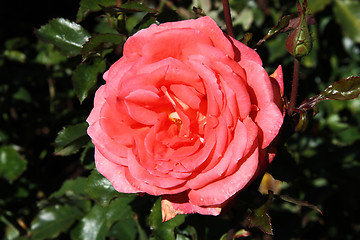 Image showing Tearose hybrid cultivar