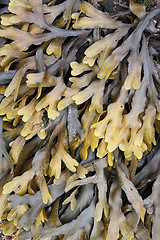 Image showing Kelp