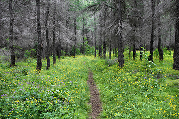 Image showing Forest path