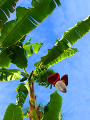 Image showing Banana palm tree