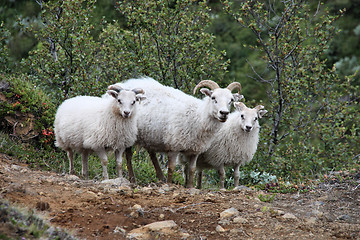 Image showing Sheep