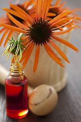 Image showing echinacea alternative medicine