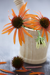 Image showing mortar and pestle with echinacea