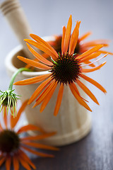 Image showing mortar and pestle with echinacea