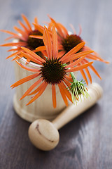 Image showing mortar and pestle with echinacea