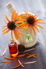 Image showing echinacea alternative medicine