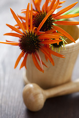 Image showing mortar and pestle with echinacea