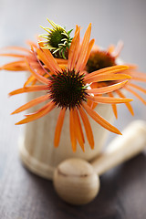 Image showing mortar and pestle with echinacea