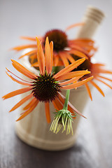 Image showing mortar and pestle with echinacea