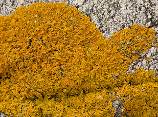 Image showing Orange lichen