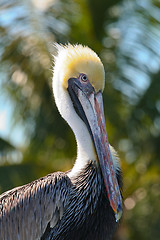 Image showing Brown Pelican