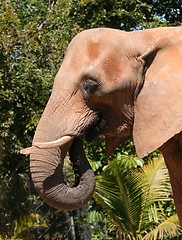 Image showing African Elephant