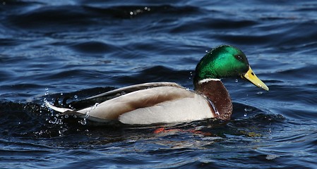 Image showing Mallard