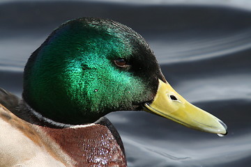 Image showing Mallard