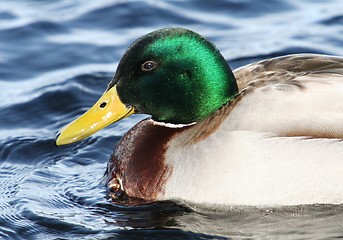 Image showing Mallard