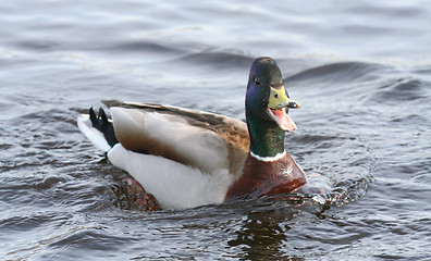 Image showing Mallard