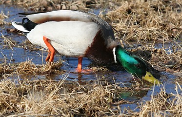 Image showing Mallard