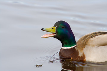 Image showing Mallard