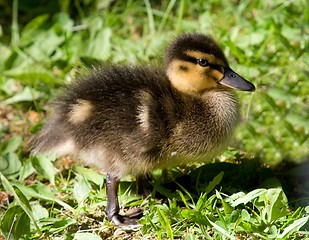 Image showing Mallard Juvenile