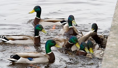 Image showing Reproduction of Mallards