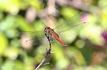 Image showing Dragonfly