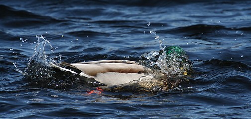 Image showing Mallard Diving