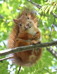 Image showing Smiling Squirrel