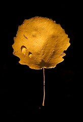 Image showing Common Aspen Leaf