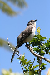 Image showing Northern Mockingbird