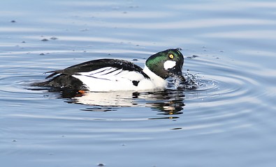 Image showing Common Goldeneye