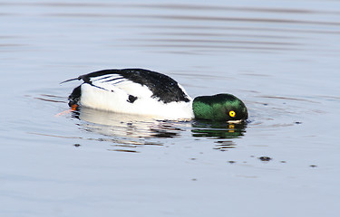 Image showing Common Goldeneye