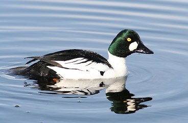 Image showing Common Goldeneye