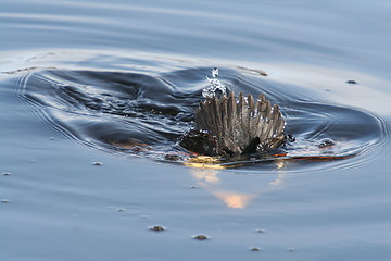 Image showing Common Goldeneye Dive