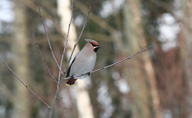 Image showing Bohemian Waxwing