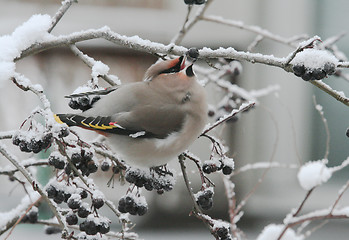 Image showing Bohemian Waxwing