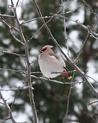 Image showing Bohemian Waxwing