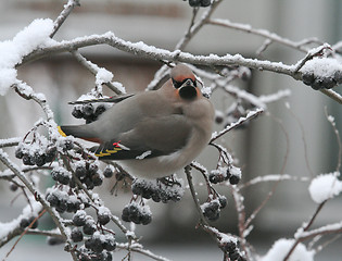 Image showing Bohemian Waxwing