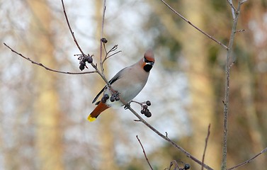 Image showing Bohemian Waxwing