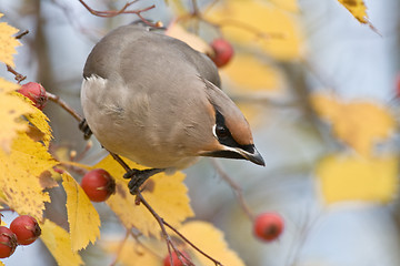 Image showing Bohemian Waxwing