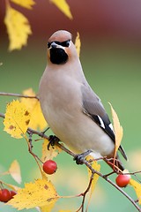 Image showing Bohemian Waxwing